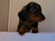 2012.1.13生まれシルバータンダップル男の子