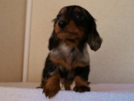 2012.1.13生まれシルバータンダップル男の子