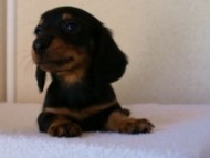 2012.1.13生まれブラック&タン女の子 2012.1.13生まれブラック&タン女の子