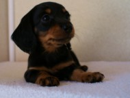 2012.1.13生まれブラック＆タン女の子