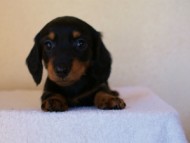 2012.1.13生まれブラック＆タン女の子