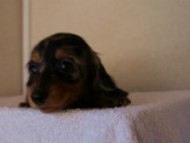 2012.1.13生まれシルバータンダップル女の子