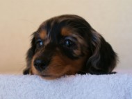 2012.1.13生まれシルバータンダップル女の子