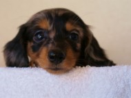 2012.1.13生まれシルバータンダップル女の子