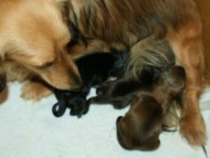 カニンヘンダックス　シューデットクリーム　ユジンと赤ちゃん達です