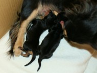 ミニチュワダックス　ブラック＆クリーム　シャーディーと赤ちゃん達