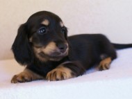 2012.1.24生まれブラック＆クリーム男の子