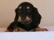 2012.1.24生まれブラック＆クリーム男の子