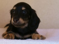 2012.1.24生まれブラック＆クリーム男の子