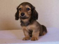 2012.1.24生まれシューデットクリーム男の子