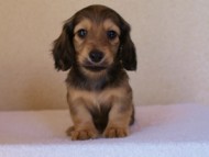 2012.1.24生まれシューデットクリーム男の子