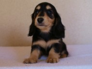 2012.1.24生まれブラック＆クリーム女の子