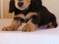 2012.1.24生まれブラック＆クリーム女の子