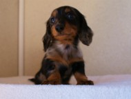 2012.1.13生まれシルバータンダップル男の子