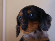 2012.1.13生まれシルバータンダップル男の子