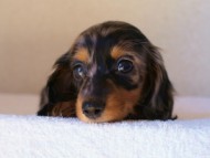 2012.1.13生まれシルバータンダップル女の子