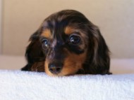 2012.1.13生まれシルバータンダップル女の子