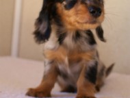 2012.1.13生まれシルバータンダップル女の子