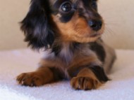 2012.1.13生まれシルバータンダップル女の子