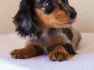 2012.1.13生まれシルバータンダップル女の子