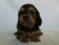 2012.2.29生まれ「ハナビの子」シューデットクリーム　男の子