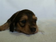 2012.2.29生まれ「ハナビの子」シューデットクリーム　男の子