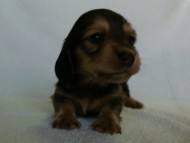 2012.2.29生まれ「ハナビの子」シューデットクリーム　男の子