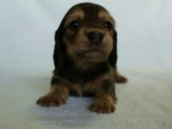 2012.2.29生まれ「ハナビの子」シューデットクリーム　男の子