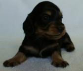 2012.2.29生まれ「ハナビの子」ブラック＆クリーム　女の子