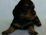 2012.2.29生まれ「ハナビの子」ブラック＆クリーム　女の子