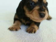 2012.2.29生まれ「ハナビの子」ブラック＆クリーム　女の子