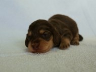 2012.3.5生まれ　ミニチュワ　チョコ＆クリーム　女の子