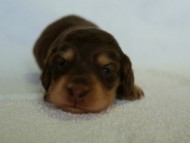 2012.3.5生まれ　ミニチュワ　チョコ＆クリーム　女の子