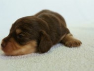 2012.3.5生まれ　ミニチュワ　チョコ＆クリーム　女の子