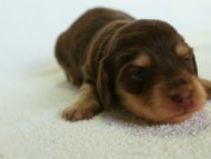 2012.3.5生まれ　ミニチュワ　チョコ＆クリーム　女の子