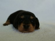 2012.3.5生まれブラック＆クリーム　男の子