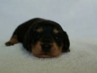 2012.3.5生まれブラック＆クリーム　男の子