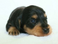 2012.3.5生まれブラック＆クリーム　男の子