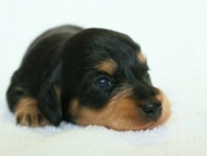 2012.3.5生まれブラック＆クリーム　男の子