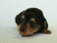 2012.3.5生まれブラック＆タン　男の子