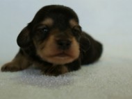 2012.3.5生まれブラック＆タン　男の子