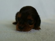 2012.3.3生まれ「ももの子」シューデットレット　男の子