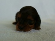 2012.3.3生まれ「ももの子」シューデットレット　男の子