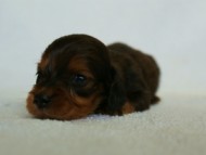 2012.3.3生まれ「ももの子」シューデットレット　男の子