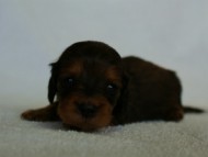 2012.3.3生まれ「ももの子」シューデットレット　男の子