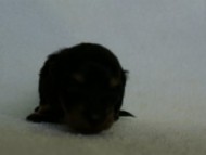 2012.3.3生まれ「ももの子」ブラック＆クリーム　男の子