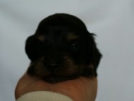 2012.3.3生まれ「ももの子」ブラック＆クリーム　女の子