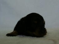 2012.3.3生まれ「ももの子」ブラック＆クリーム　女の子