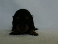 2012.3.3生まれ「ももの子」ブラック＆クリーム　女の子