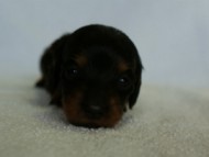 2012.3.3生まれ「ももの子」ブラック＆タン　女の子